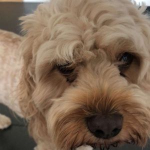 Meet your Posher, Lucy